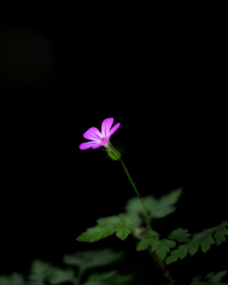 Close-up Photography Of A Flower