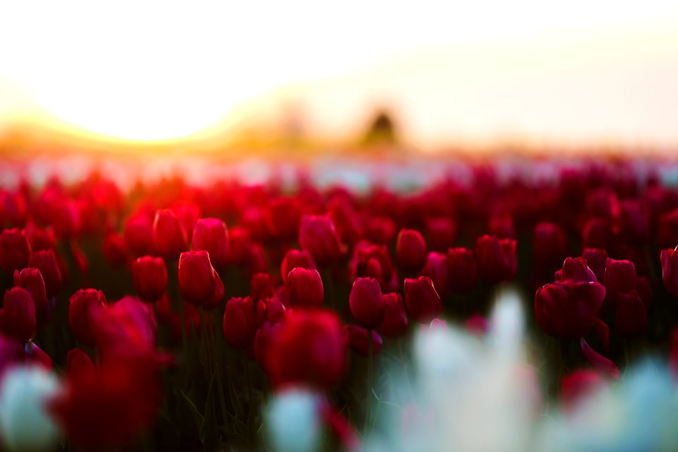 Beautiful Bloom Blooming