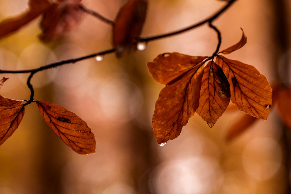 Autumn Leaves Branch