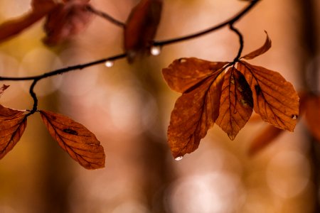 Autumn Leaves Branch