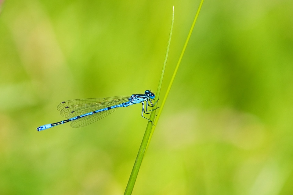 Insect blue blue dragonfly photo