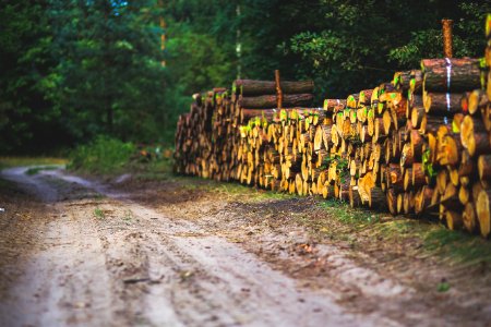 The Road Through The Forest photo