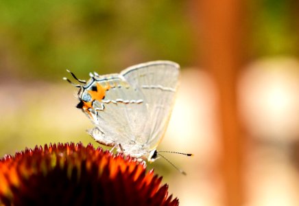 Bloom Blossom Butterfly photo