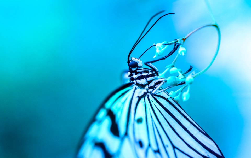 Macro Photography Of White And Black Butterfly