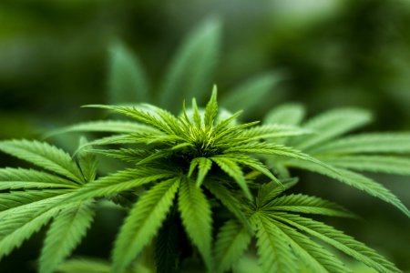Shallow Focus Photography Of Cannabis Plant