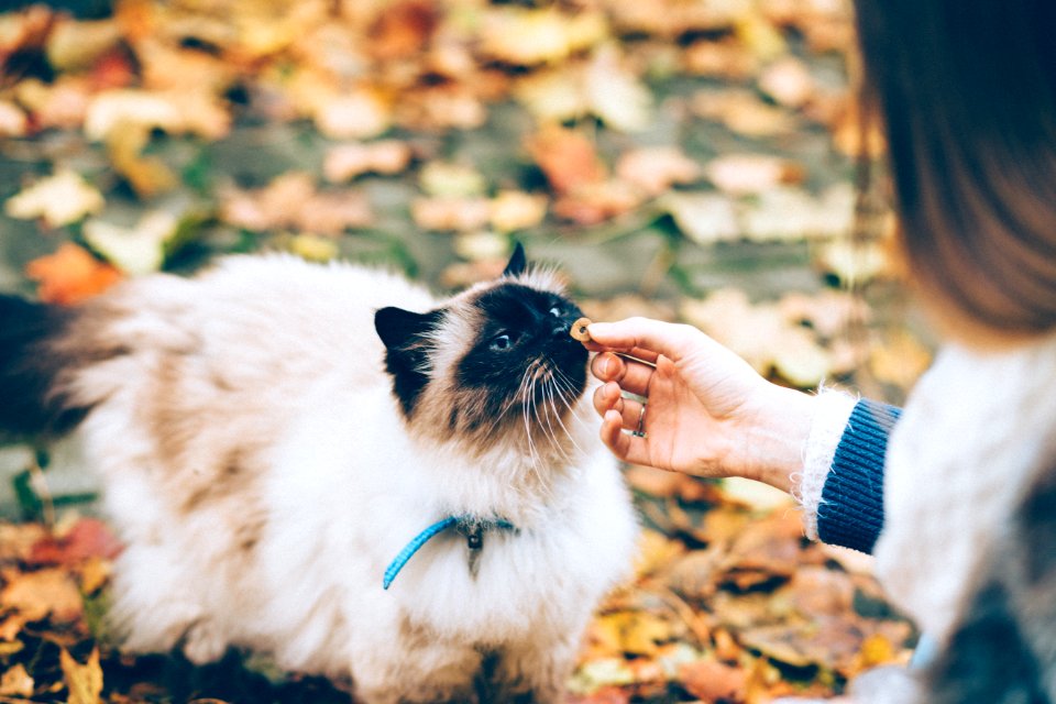 Adorable Animal Blur