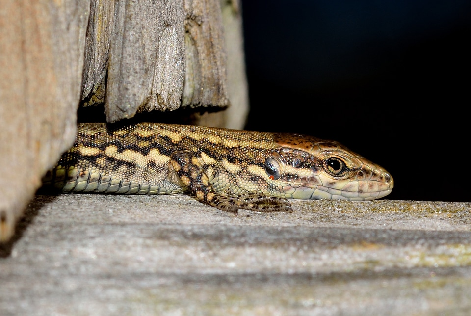 Lizard podarcis muralis