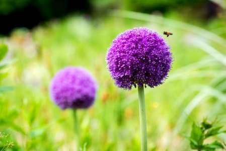 Bee Bloom Blossom