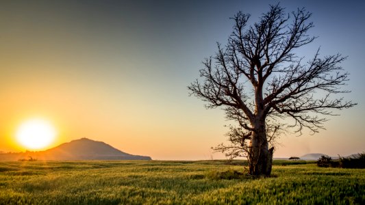 Backlit Countryside Dawn