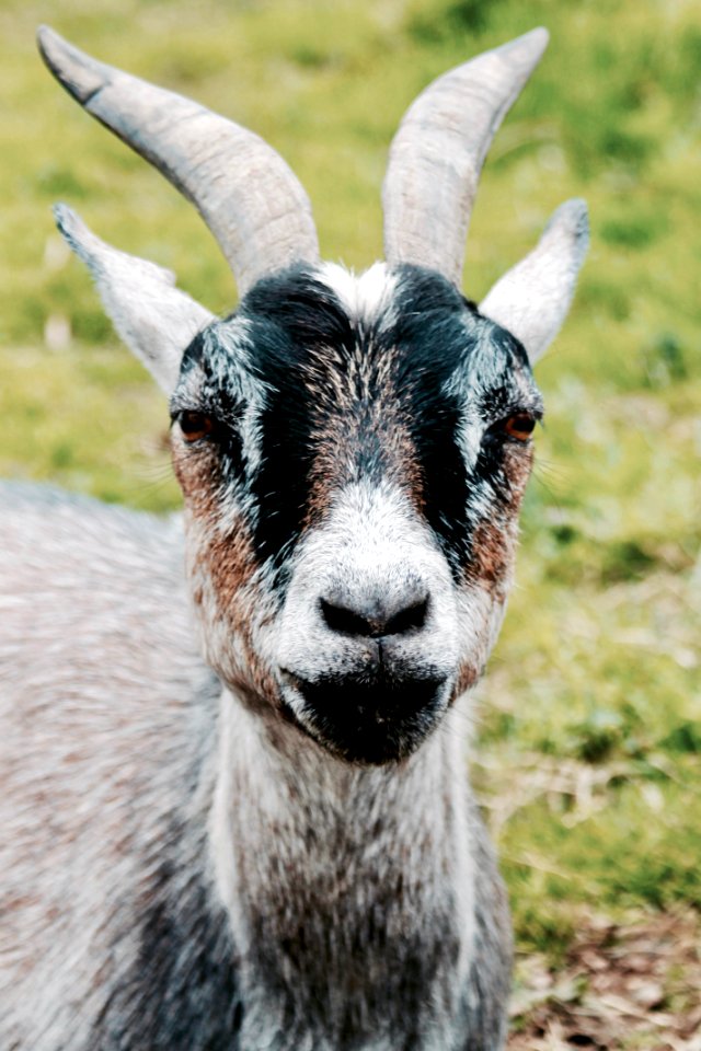 Agriculture Animal Blur