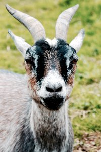 Agriculture Animal Blur