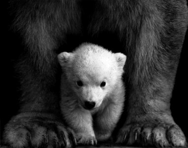 Animal Photography Bear