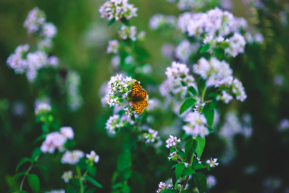 Butterfly On Flower II photo