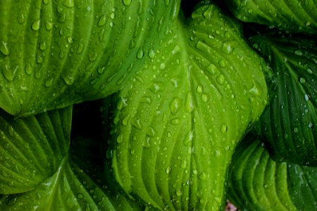 Close-up Dew Green