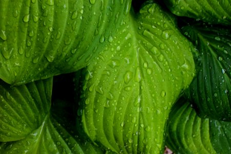 Close-up Dew Green photo