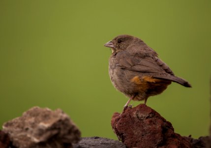 Brown Sparrow On Brown Rock photo