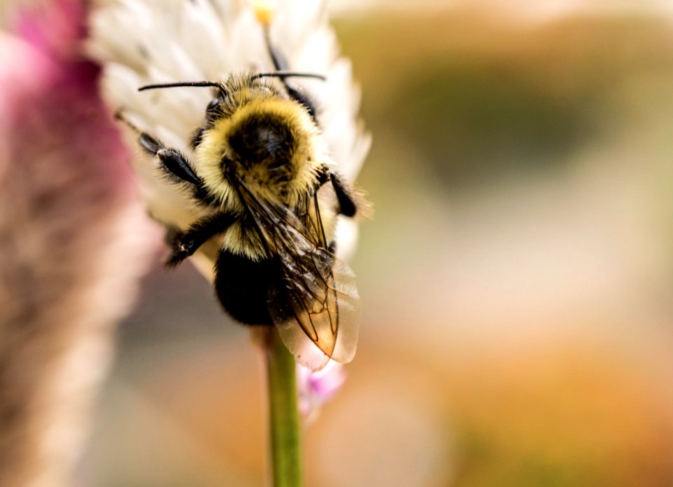Bee Blur Bumblebee
