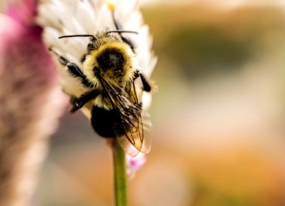 Bee Blur Bumblebee