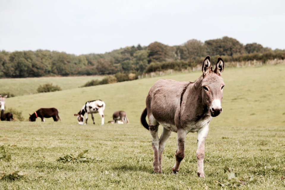 Agriculture Animal Photography