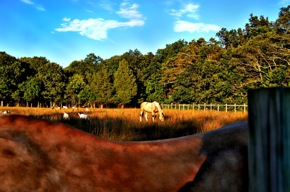 Agriculture Animals Countryside