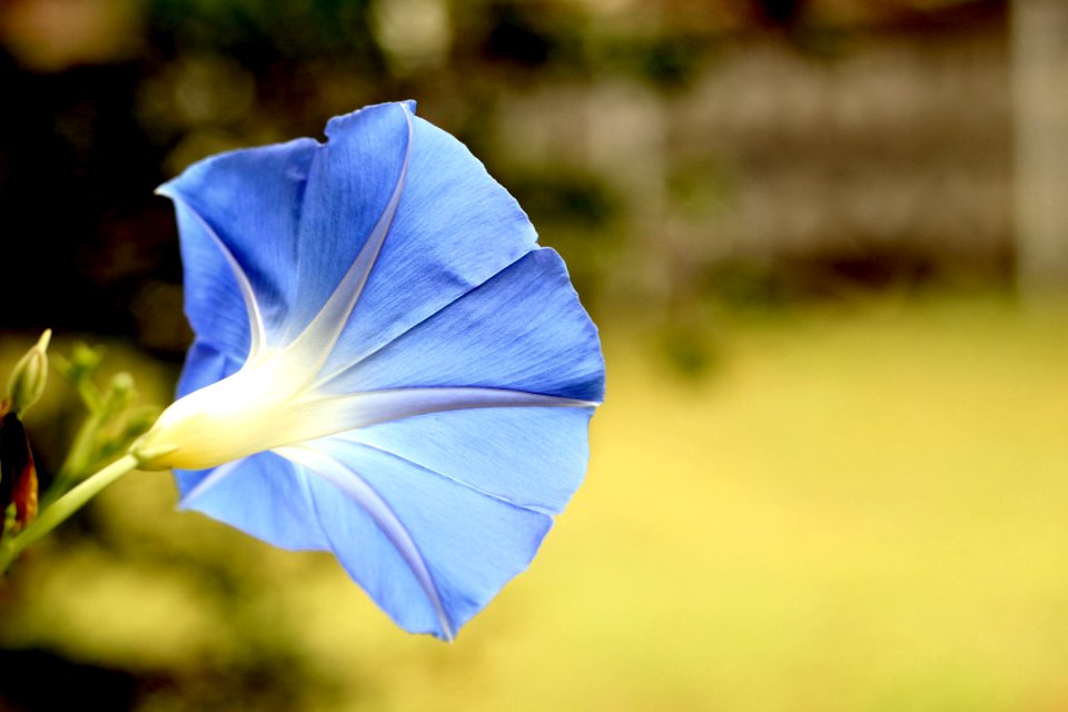 Bell Flower Bloom