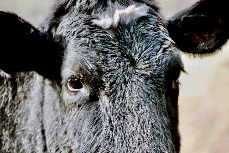 Agriculture Animal Photography