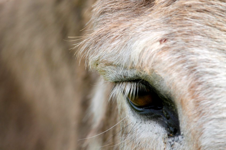 Blur Close-up Donkey