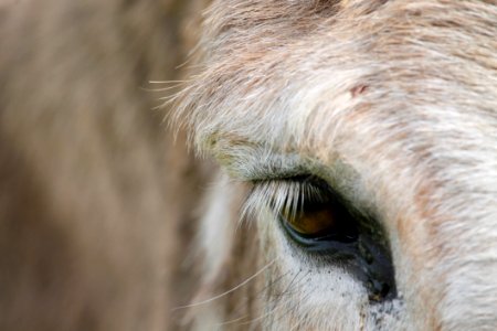 Blur Close-up Donkey photo