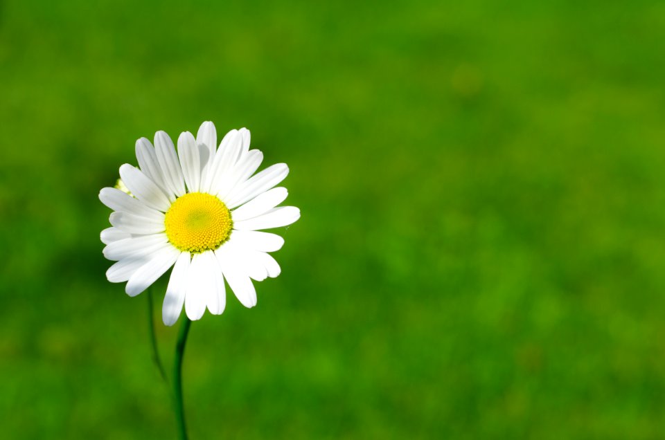 White Daisy Closeup Photography photo