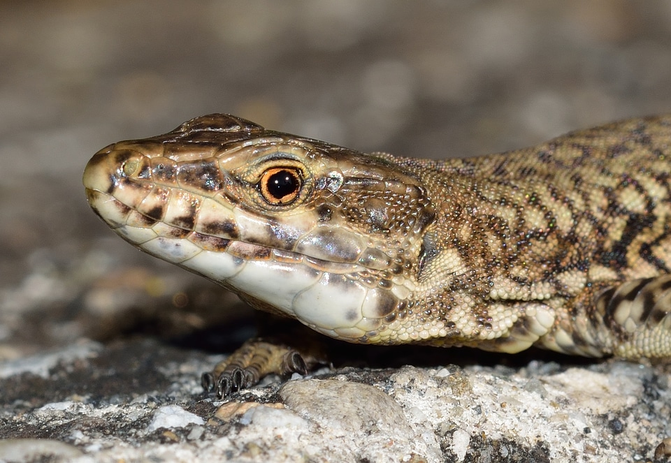 Lizard podarcis muralis