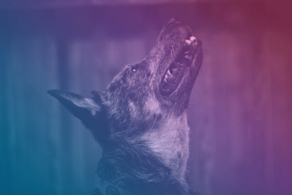 Animal Photography Canine