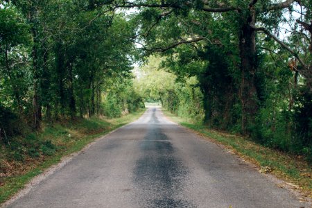 Asphalt Daylight Forest