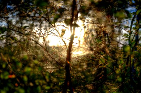 Shallow Focus Of Green And Brown Plants With Brown Light Photo photo