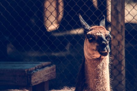 Shallow Focus Photography Of Brown And Black Animal photo