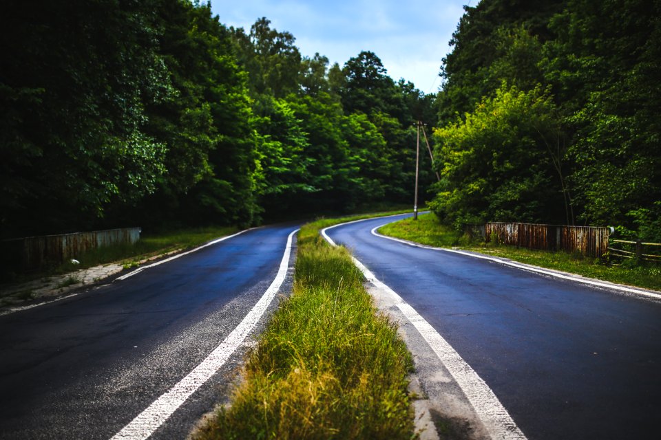 The Forest Road photo