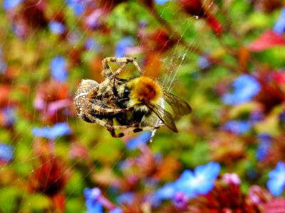 Bee Blur Close-up photo
