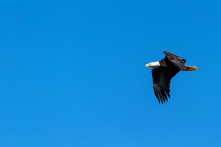 Bald Eagle Flying Under Blue Sky During Daytime photo