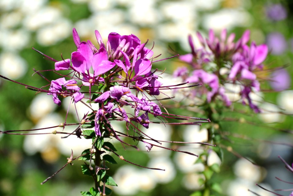 Close-up Photography Of Flowers
