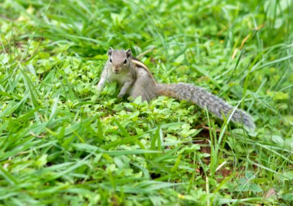 Shallow Focus Photography Of Gray Squirrel On Grass photo