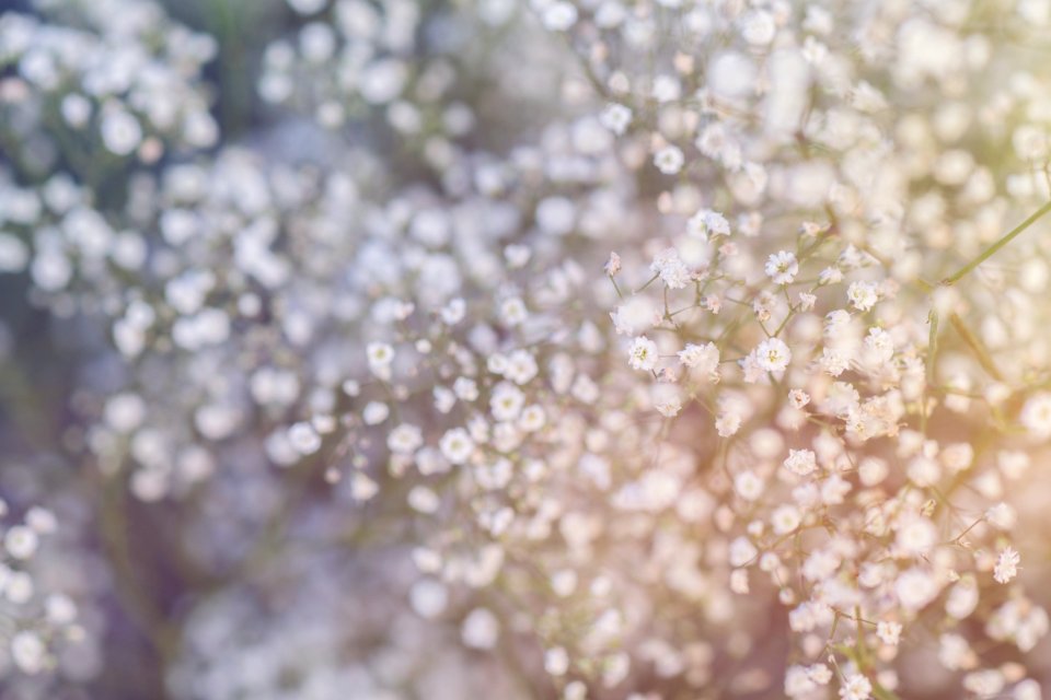 Beautiful Flowers Blur
