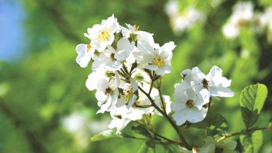 Beautiful Bloom Blooming