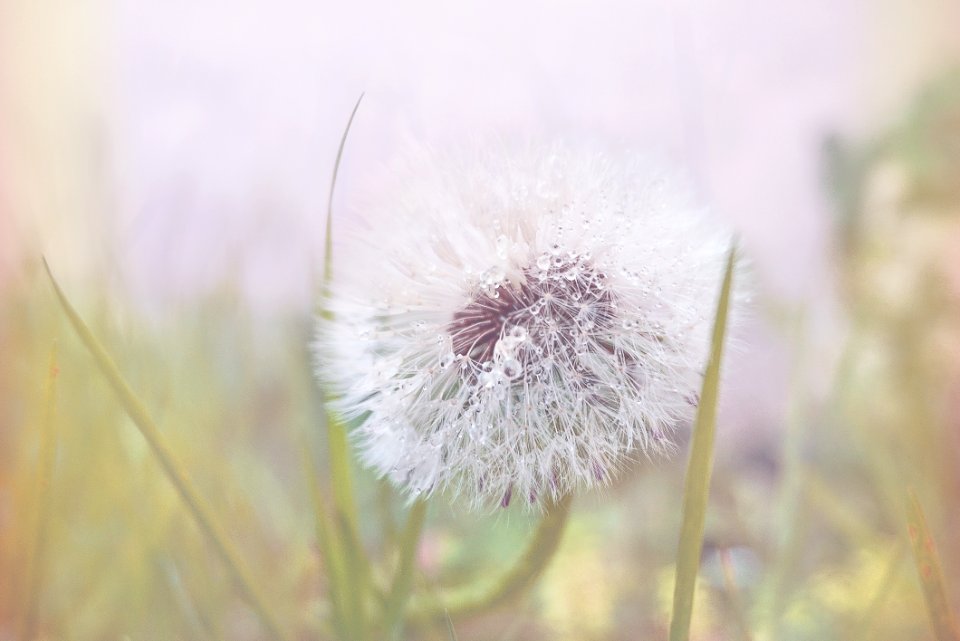 Bloom Blooming Blossom
