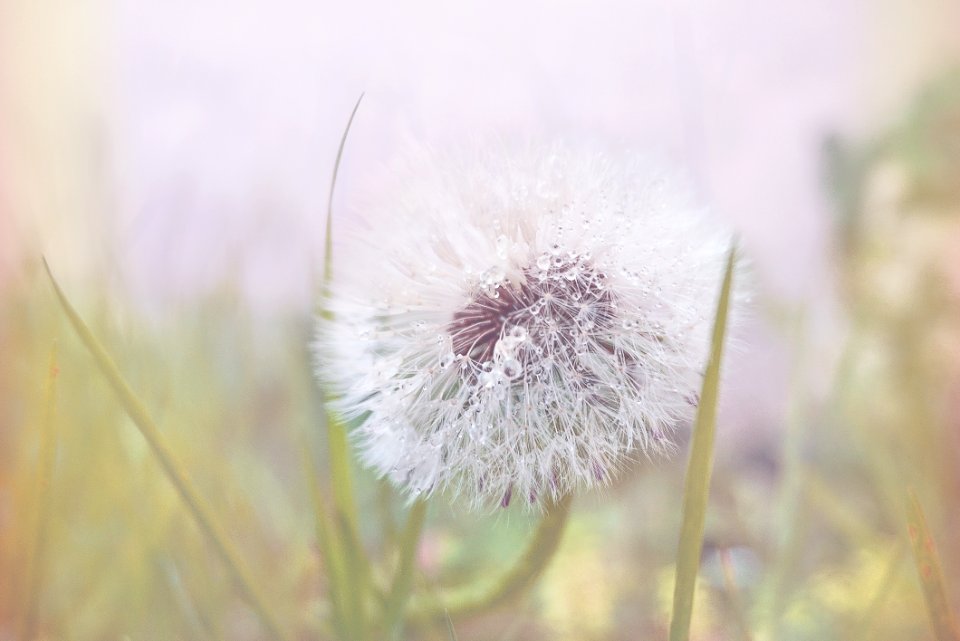 Bloom Blooming Blossom photo