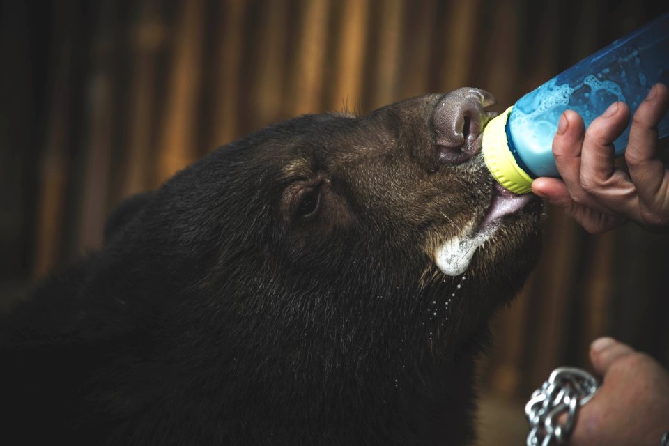 Close Up Photo Of Boar Drinking Milk