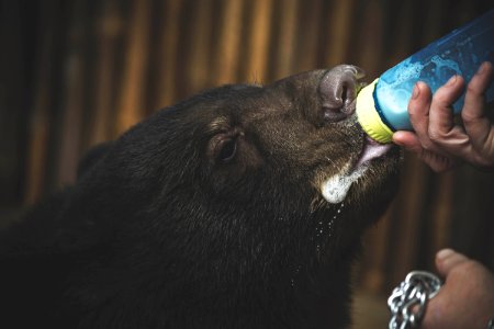 Close Up Photo Of Boar Drinking Milk photo