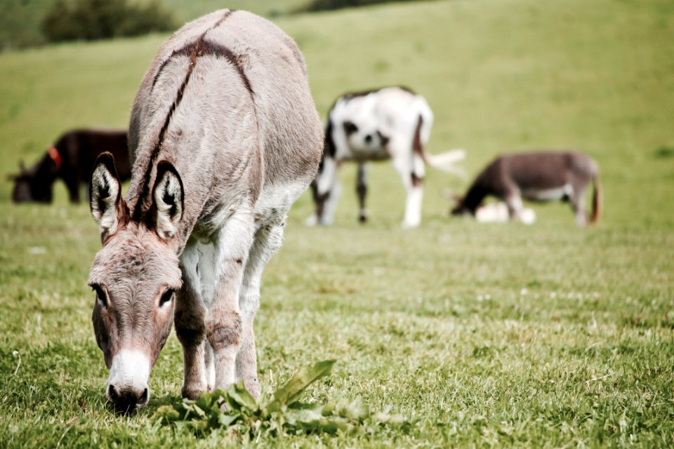 Agriculture Animal Photography