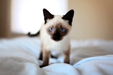 Adorable Animal Bed