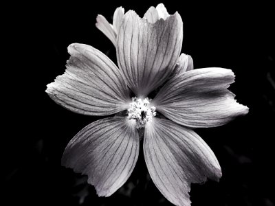 Black-and-white Bloom Blooming photo