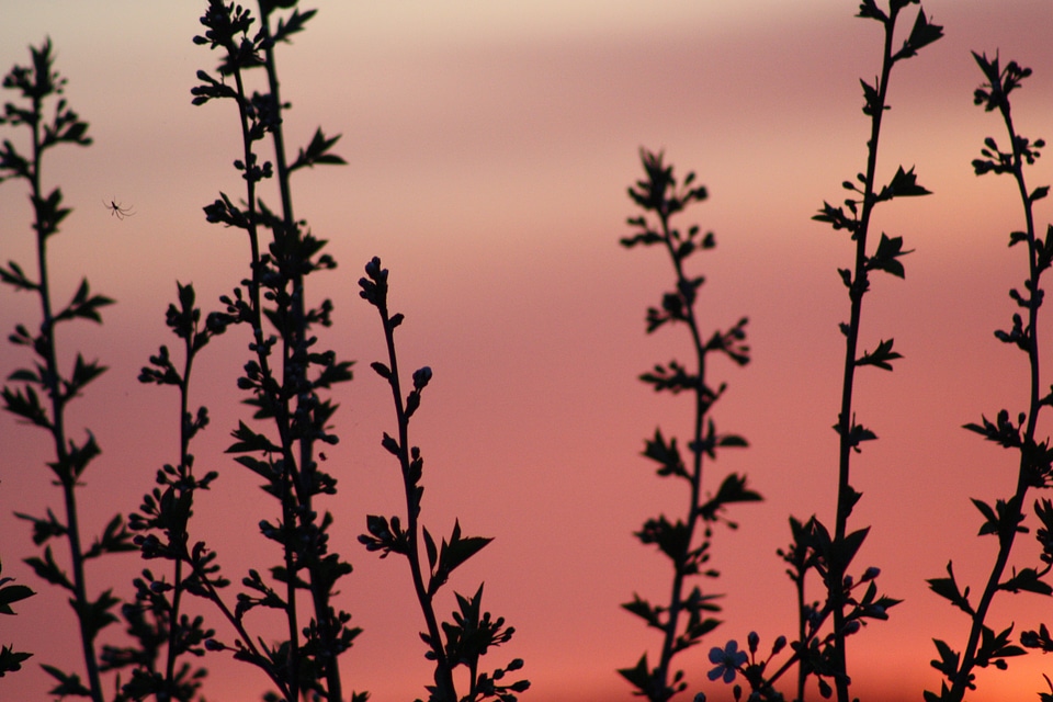 Leaves natur living nature