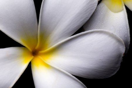 Bloom Blooming Blossom